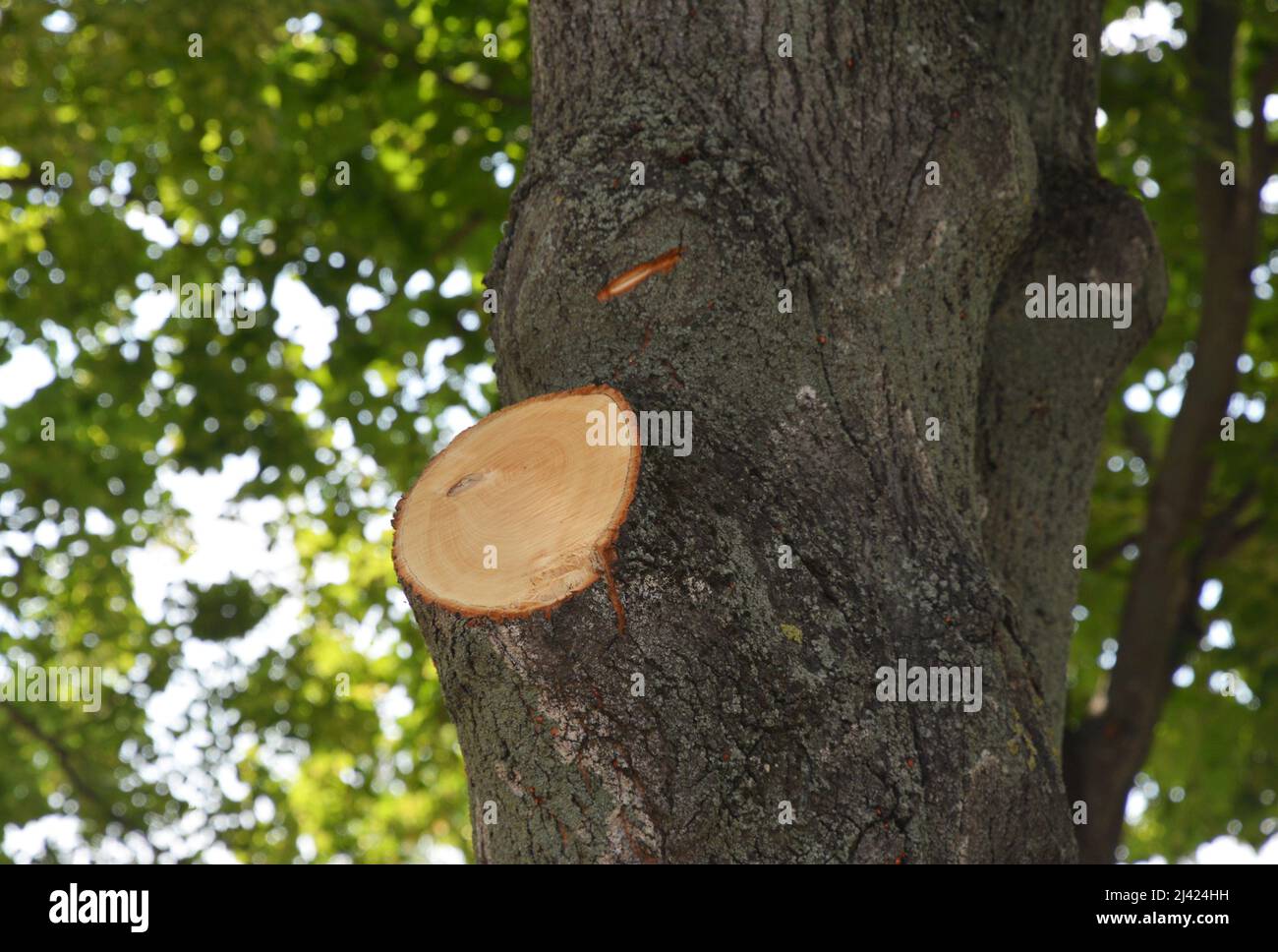 Cutting tree branches in summer. Summer pruning of a tree, removal of
