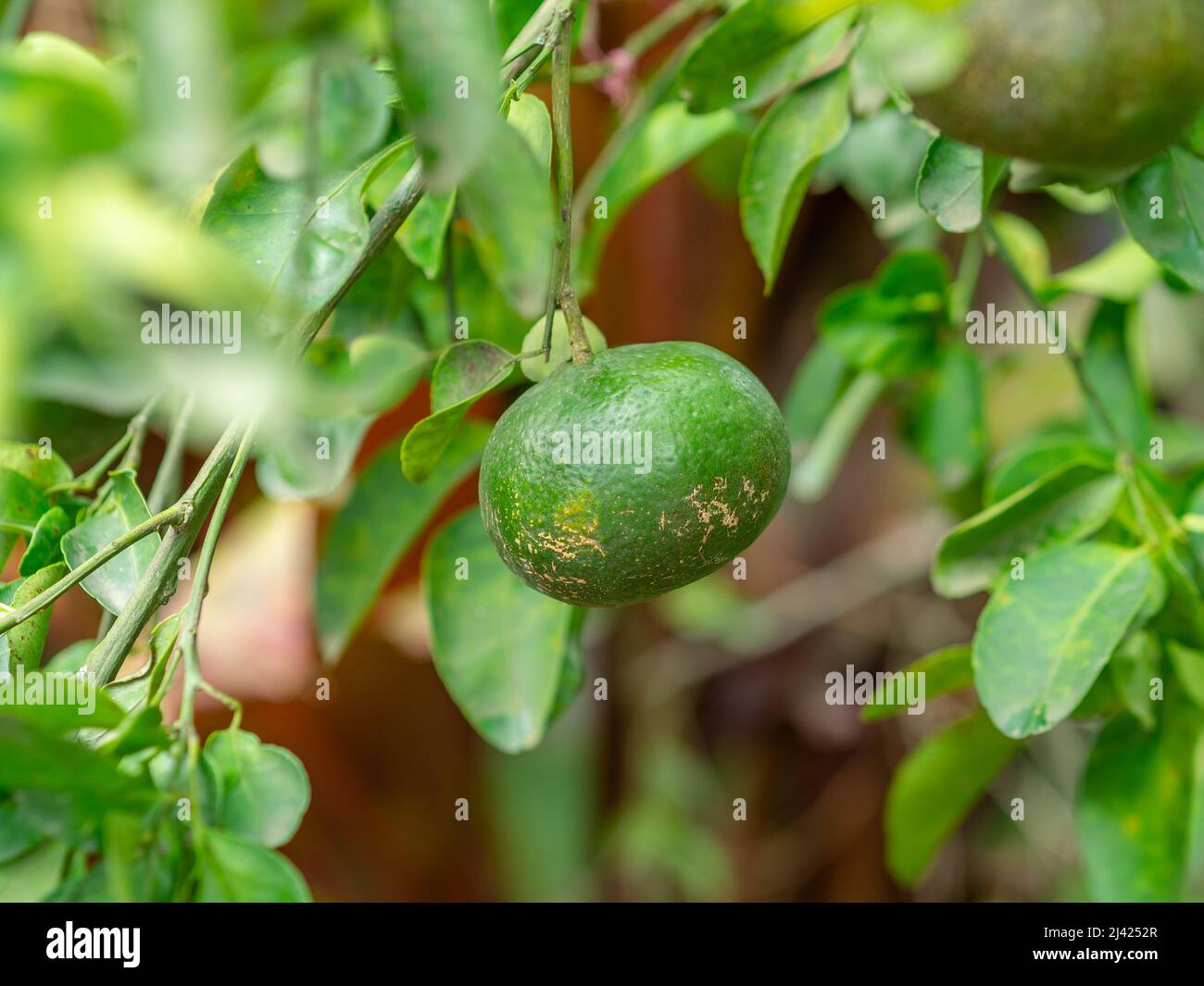 Green tangerine in the bush Stock Photo Alamy