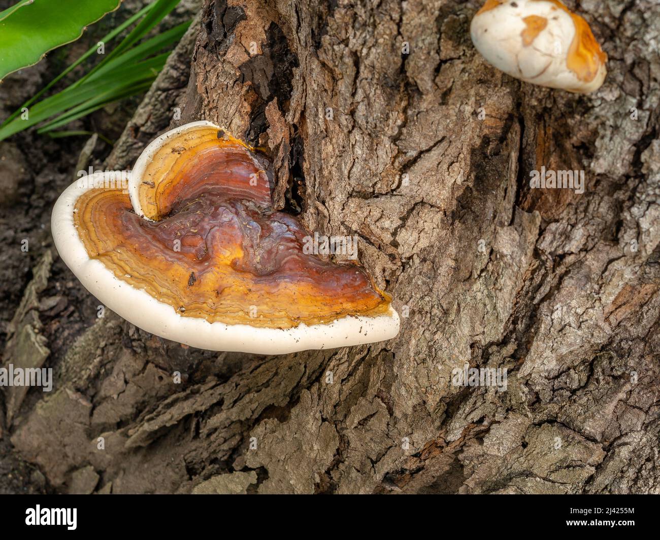 Fungus that grows on the bark of a tree with resin on top Stock Photo