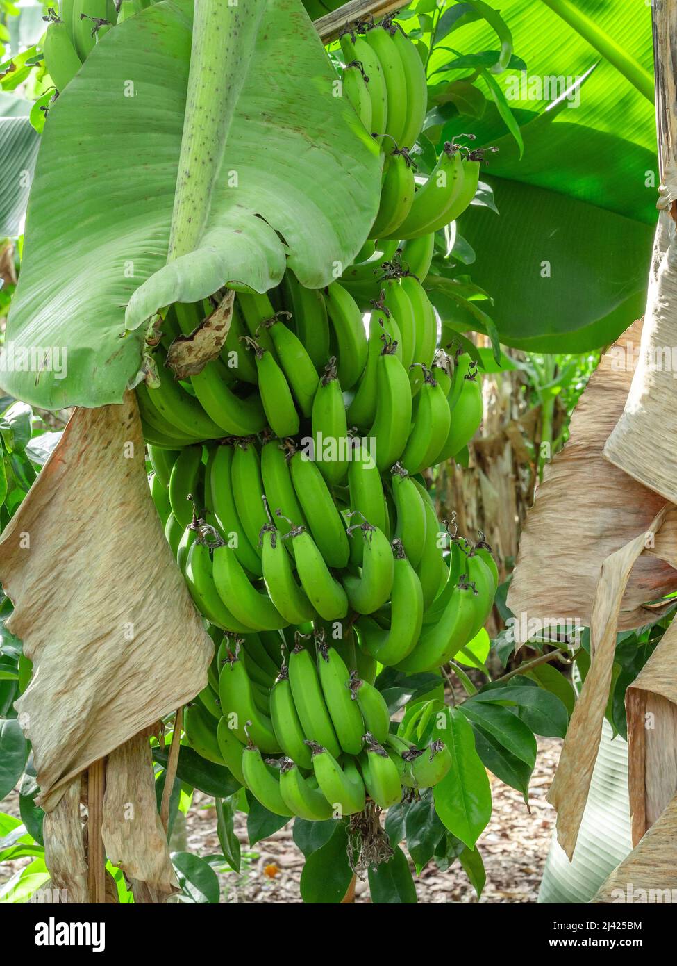 Plantains from canary island hires stock photography and images Alamy