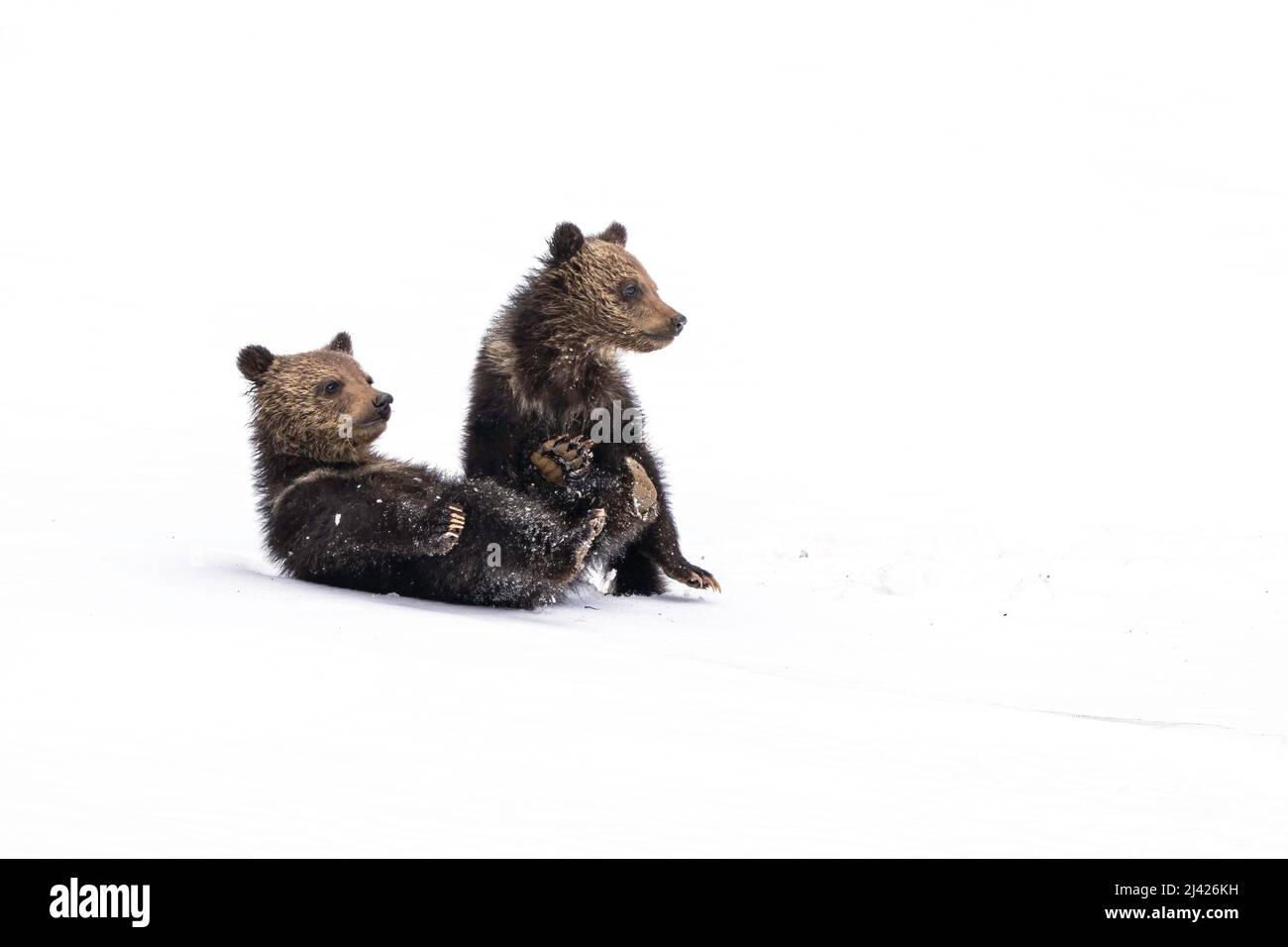 Grizzly Cubs Stock Photo