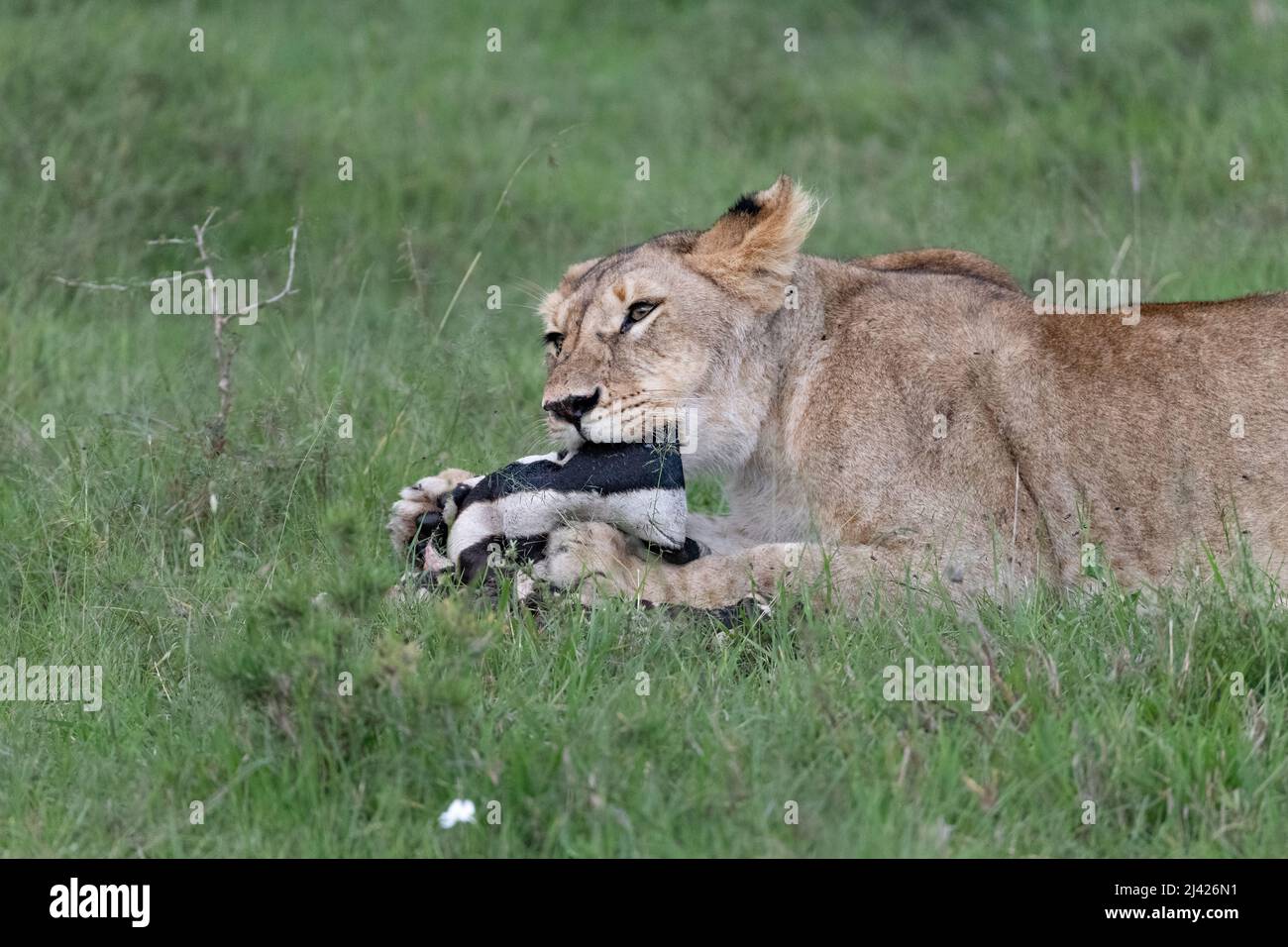 Lioness with its Zebra kill Stock Photo