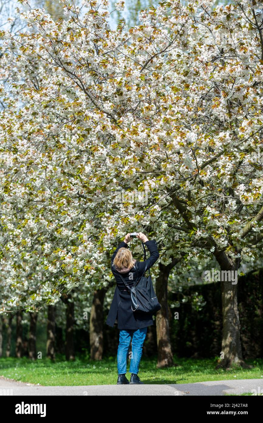 London, UK. 11 April 2022. UK weather A woman views trees in blossom