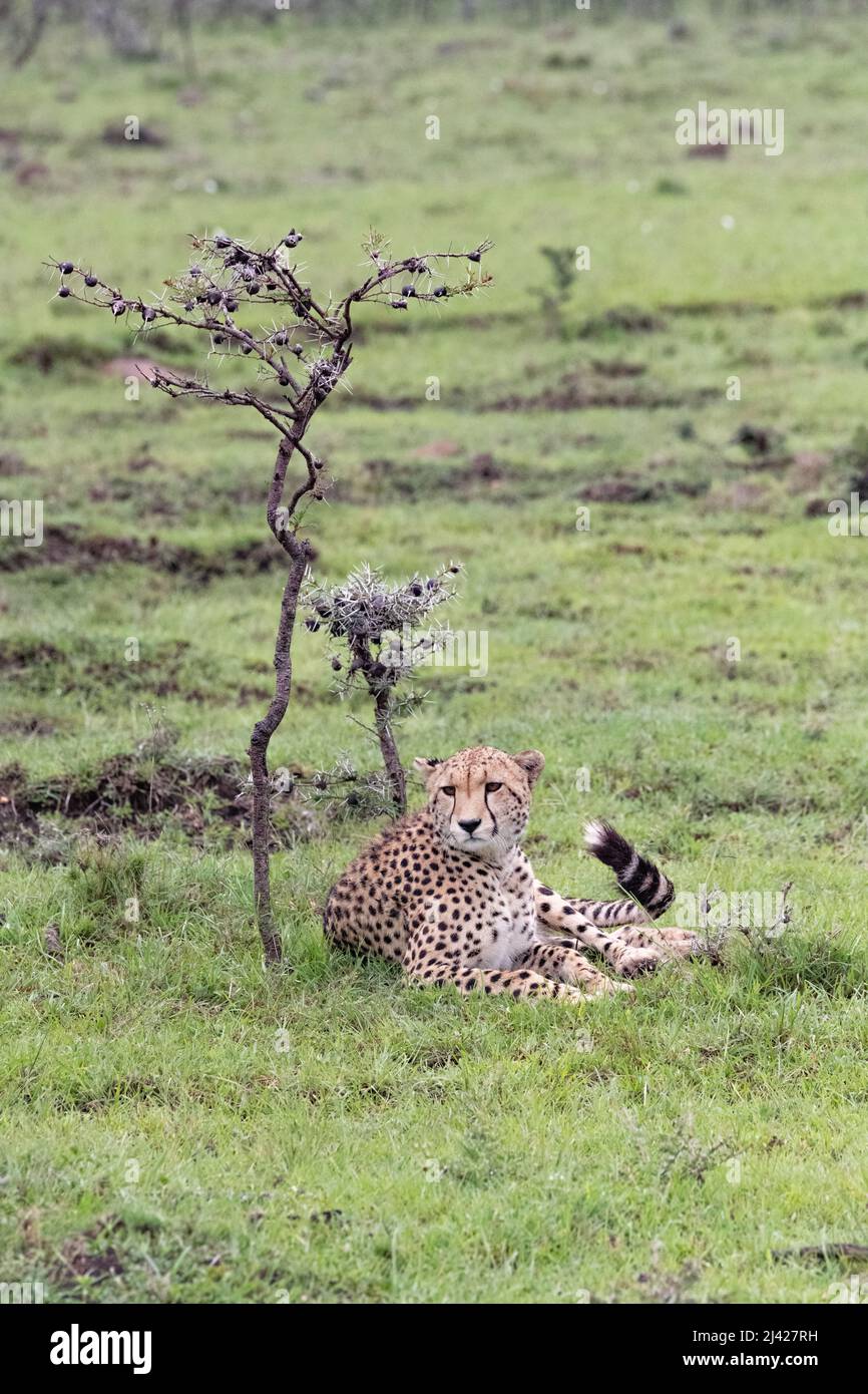 Cheetah sitting at the base of a small thorn tree Stock Photo
