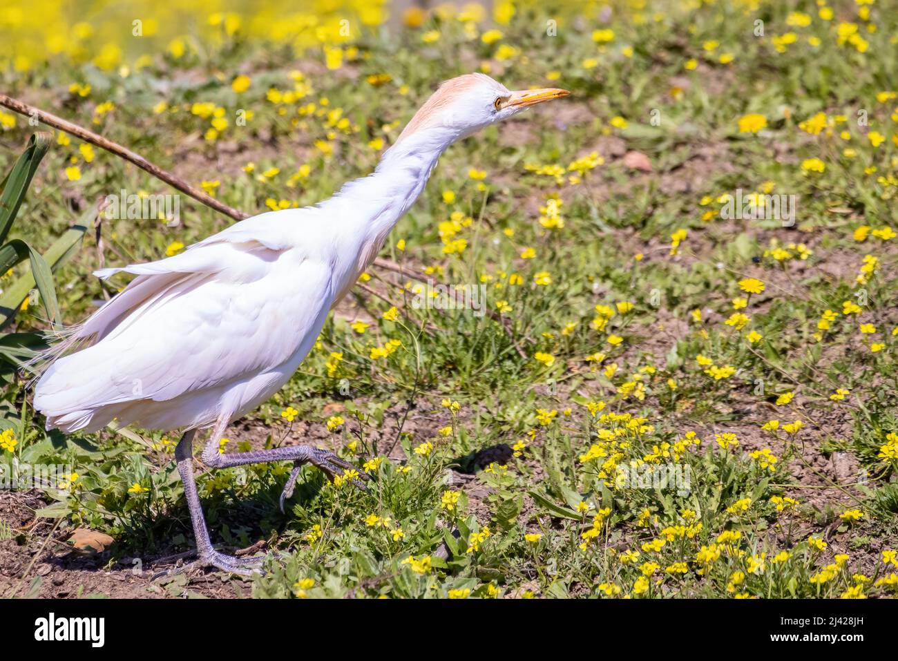 A cattle egret (Bubulcus ibis), a cosmopolitan species of heron (family Ardeidae) found in the tropics, subtropics, and warm-temperate zones Stock Photo