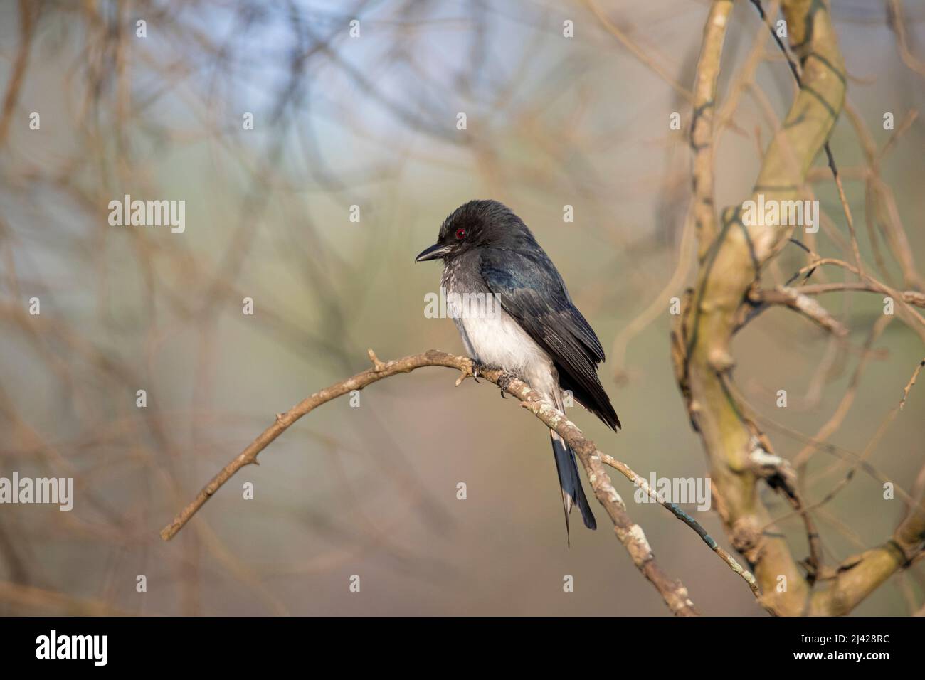 White-bellied drongo bird perched on a twig Stock Photo