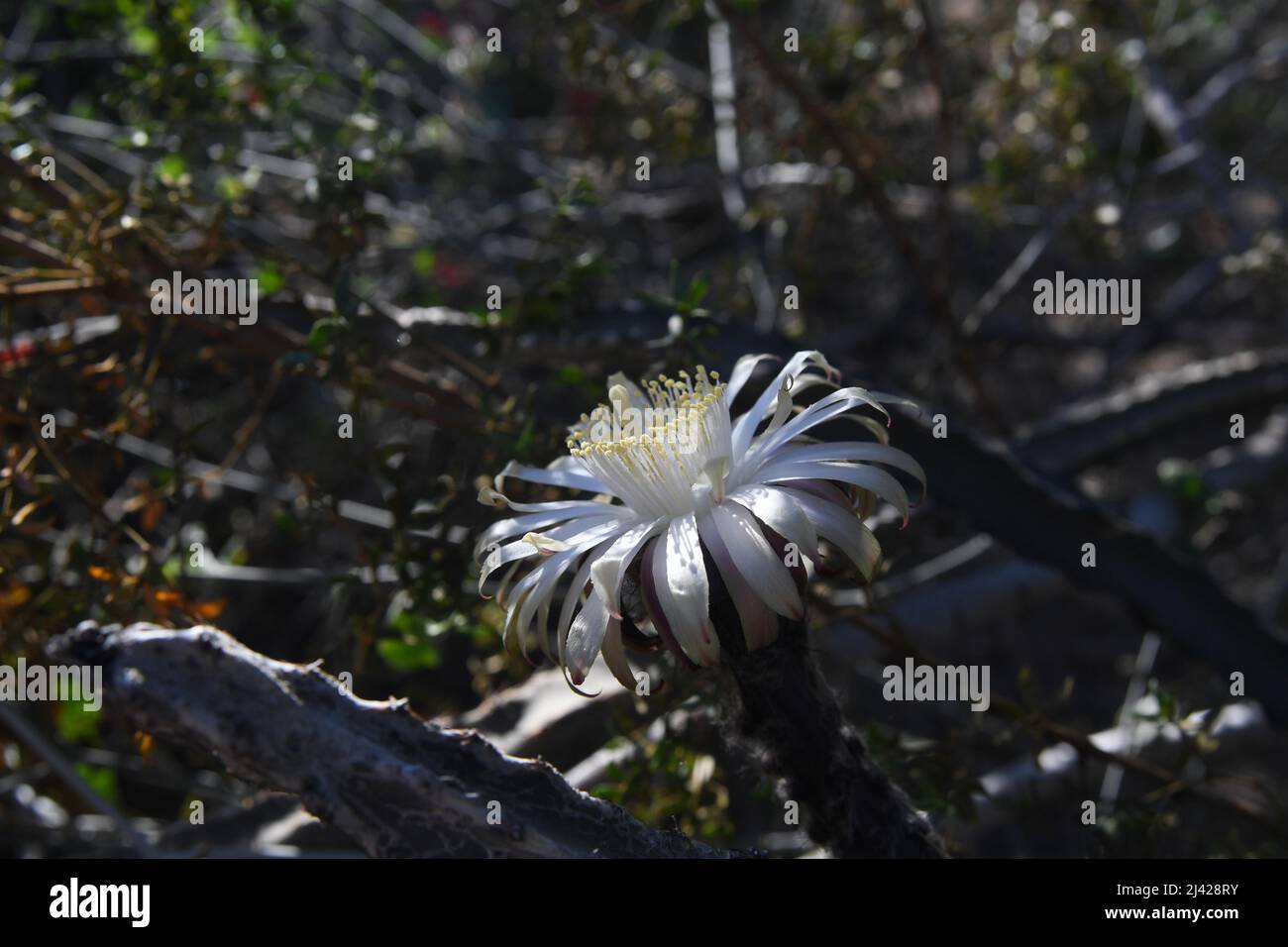 Desert Flowers of Arizona in bloom Stock Photo