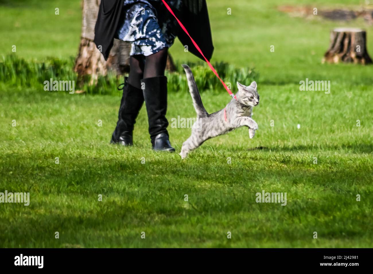 A grey adolescent tabby cat being taken on a walk in their red harness, lead on a sunny spring afternoon, felis catus a domestic cat Stock Photo
