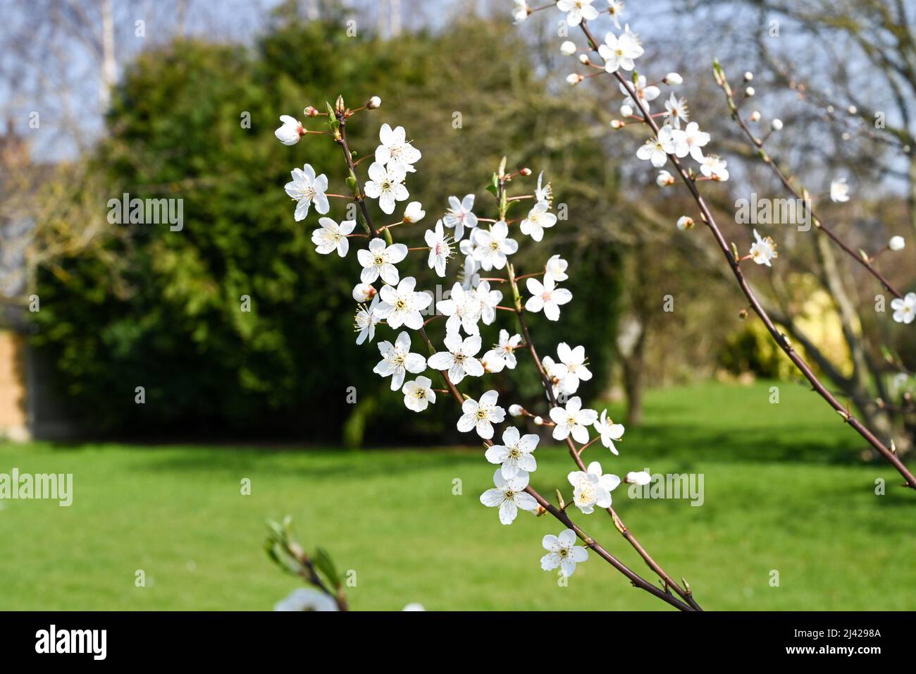Plum tree blossom, Prunus subg, meihus, bright white flowers in a English country garden, on a spring morning Stock Photo