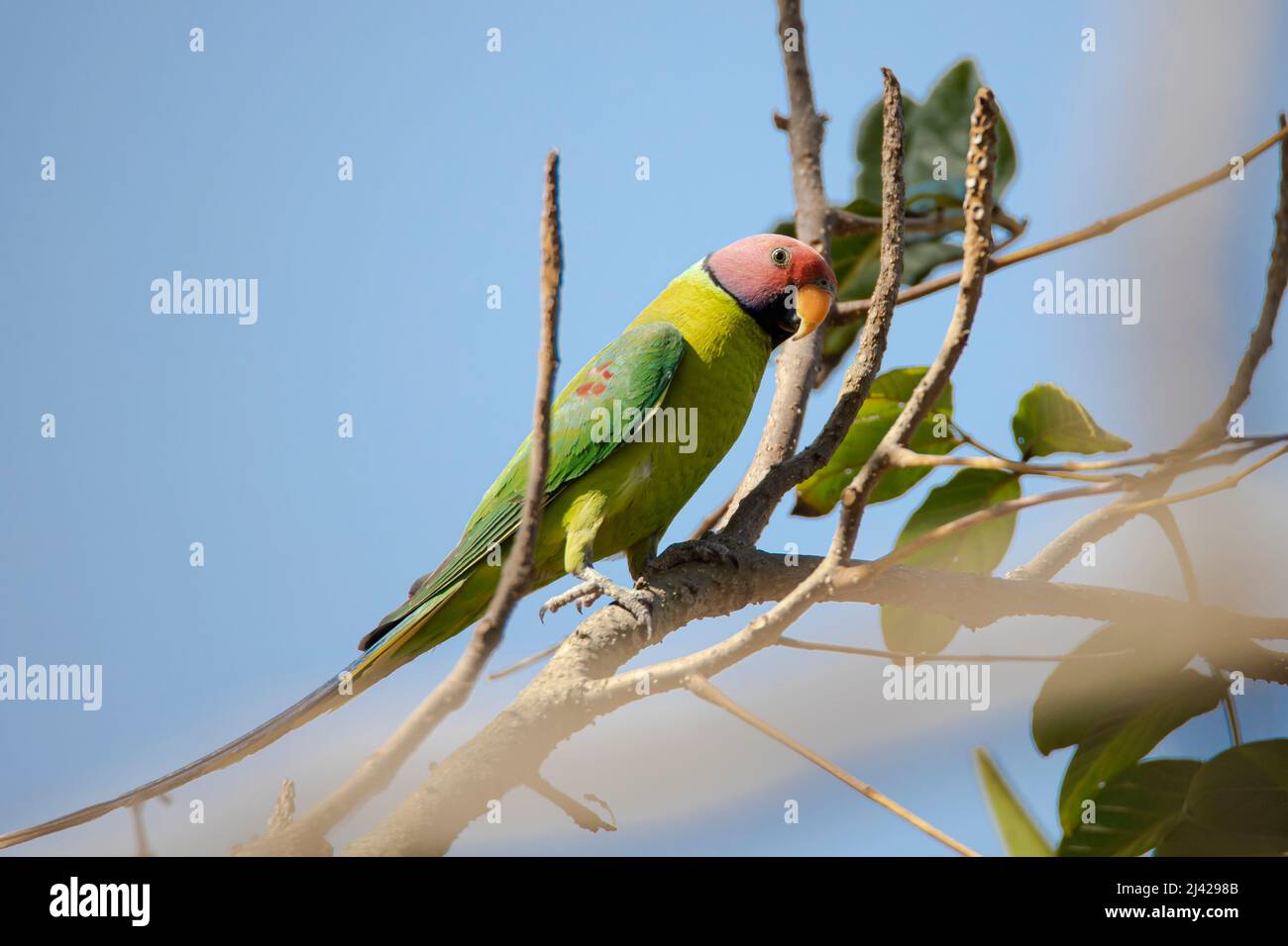 Plum-headed parrot perched on a tree branch Stock Photo