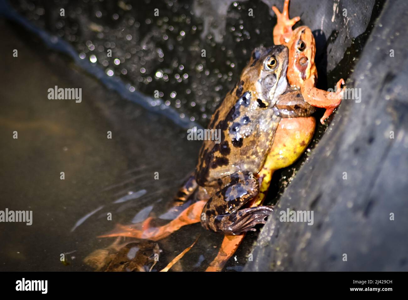English common frogs, Rana temporaria mating on the side of a garden pond, the female a vibrant orange colour Stock Photo