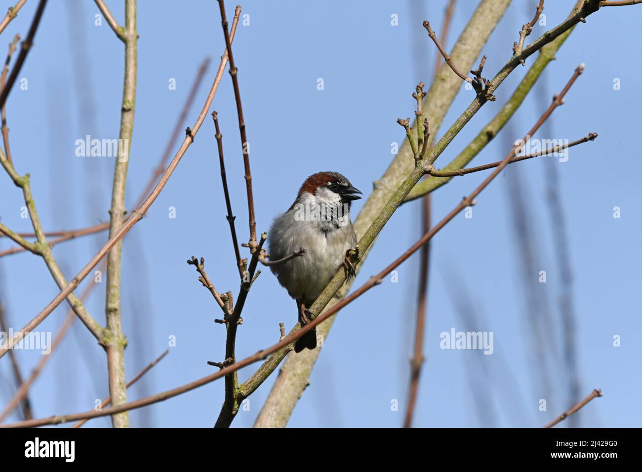 English Male adult House Sparrow, Passer domesticus, perching within the budding branches on a spring morning Stock Photo
