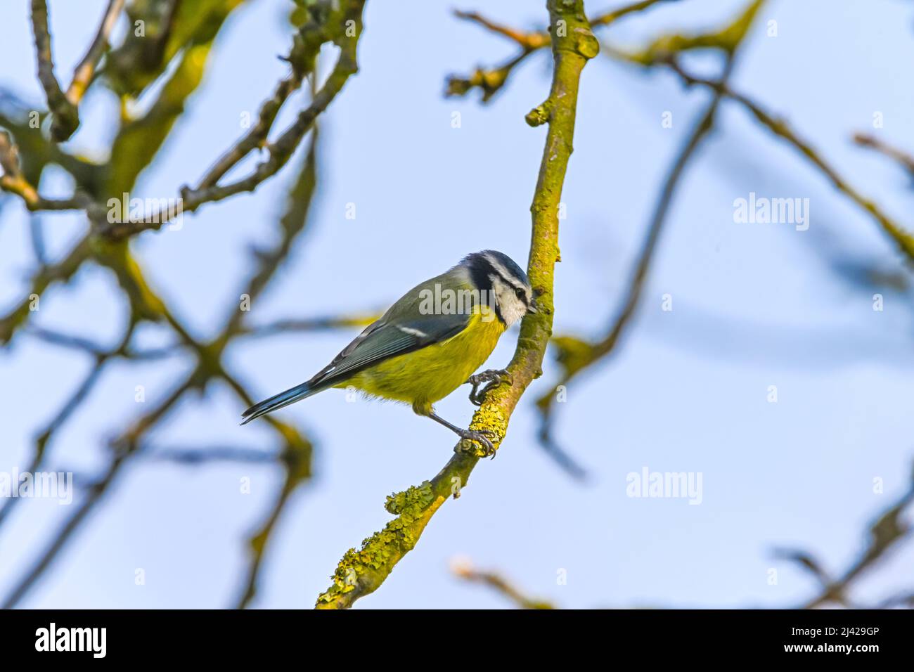 A Eurasian Blue Tit, Cyanistes Caeruleaus sitting on a branch of an old Apple Tree, Malus domestica Stock Photo