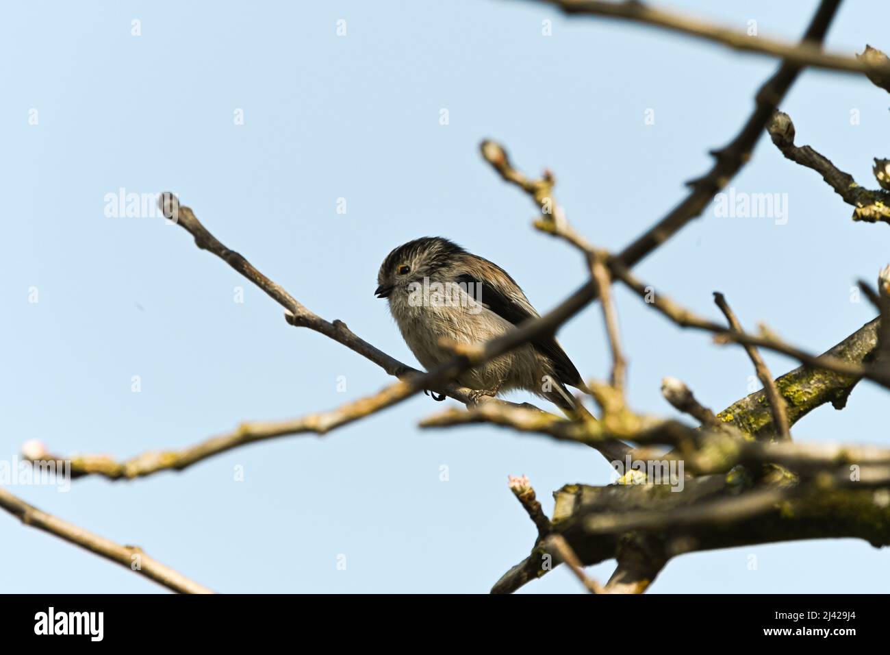 A Long-tailed Tit, Aegithalos caudatus, long-tailed bushtit sitting on a branch of an old apple tree, Malus domestica Stock Photo