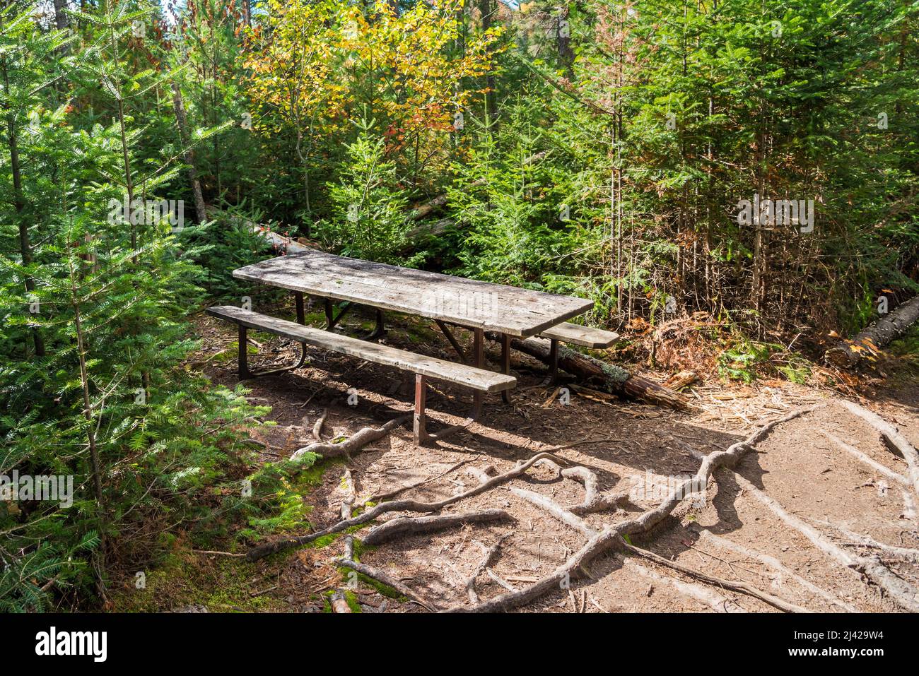 Empty weatherd picnic table a forest clearing on a sunny autumn day Stock Photo