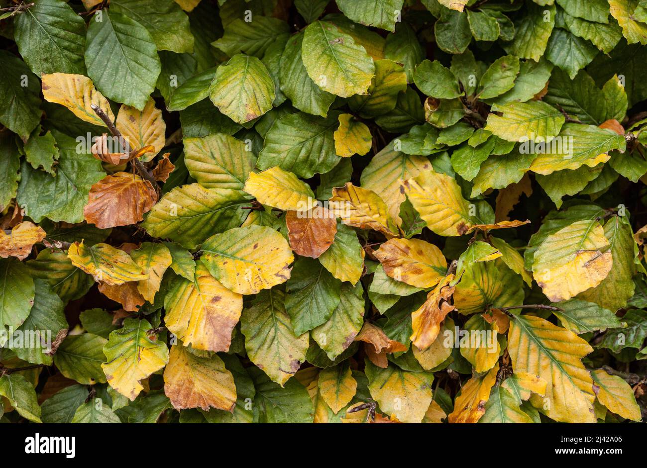 close up of autumn changing colour leaves Stock Photo