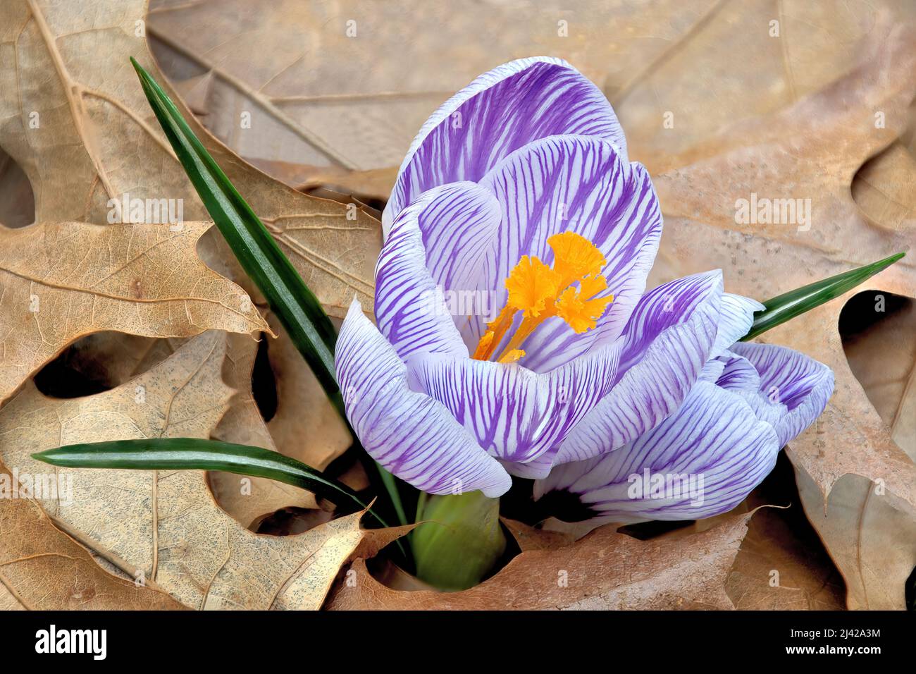 Harbinger of spring. Closeup of crocus blossom with colorful white and purple striped petals and yellow stigmata flowering above carpet of oak leaves. Stock Photo
