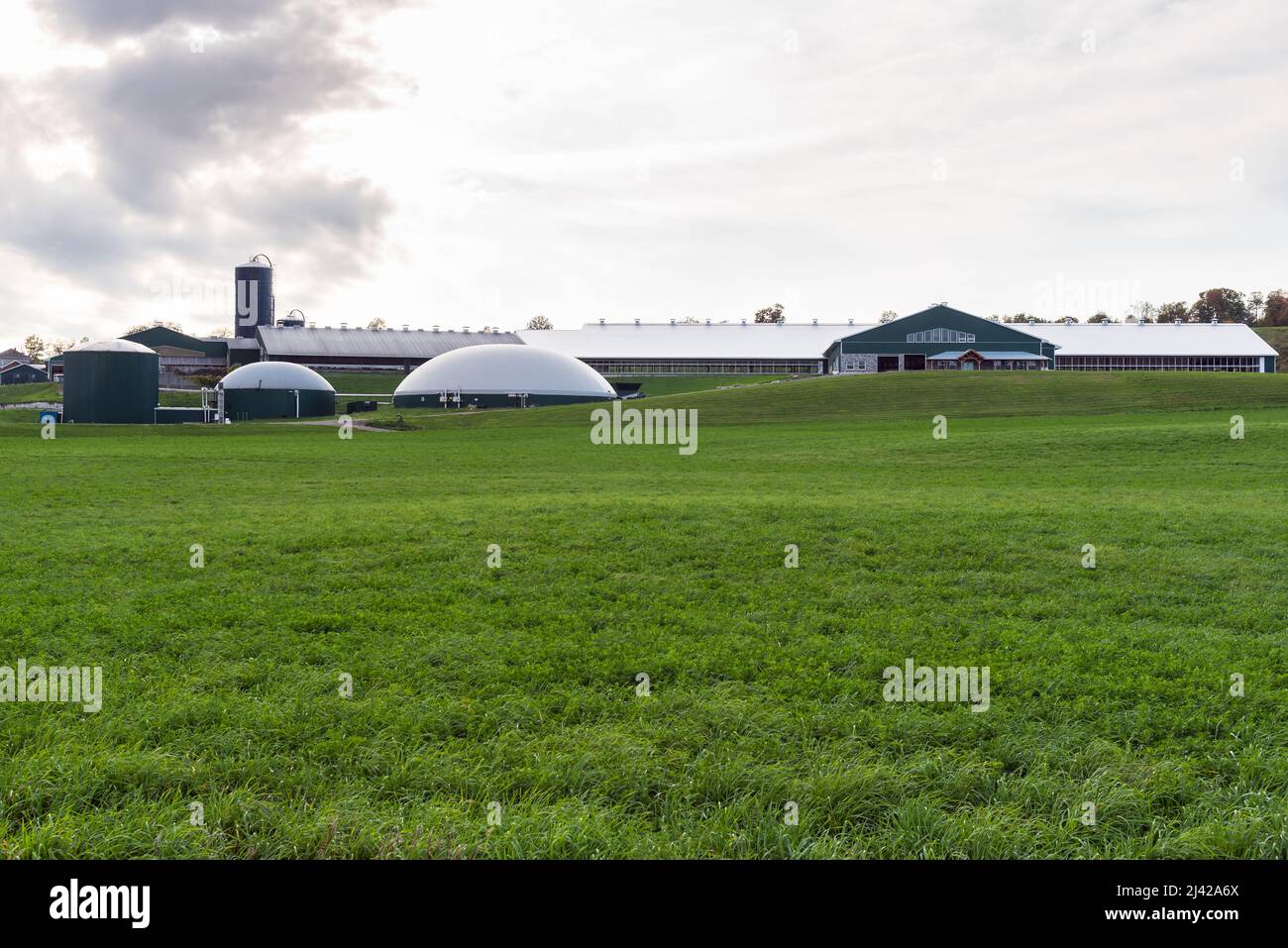 Big tanks for biogas production in front of a large barn in a moden farm on a cloudy autumn day. Biomass energy concept. Stock Photo