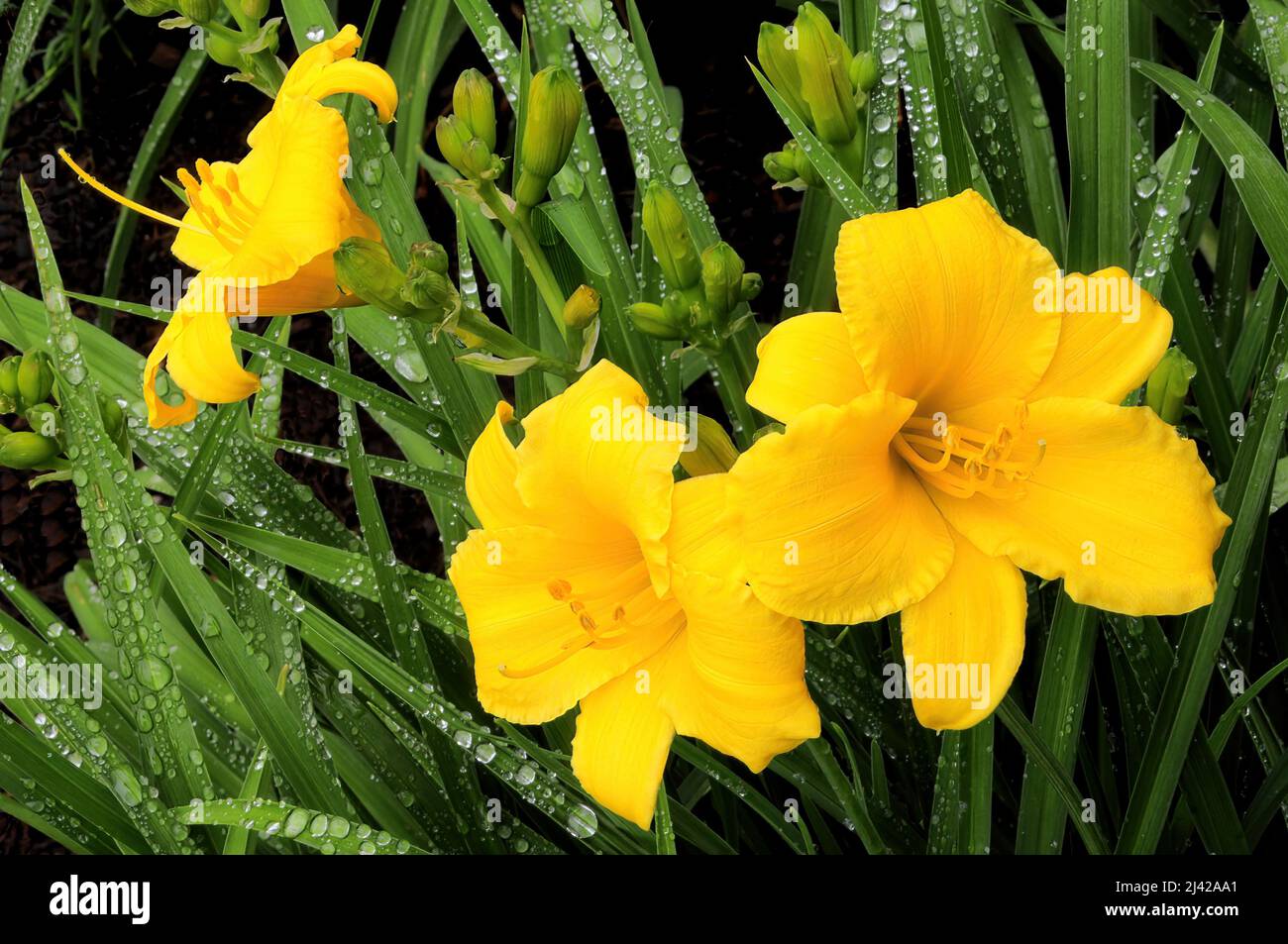 Closeup of three bright yellow daylily blossoms and several unopened flower buds. Numerous raindrops scattered on green leaves of this summer-blooming Stock Photo