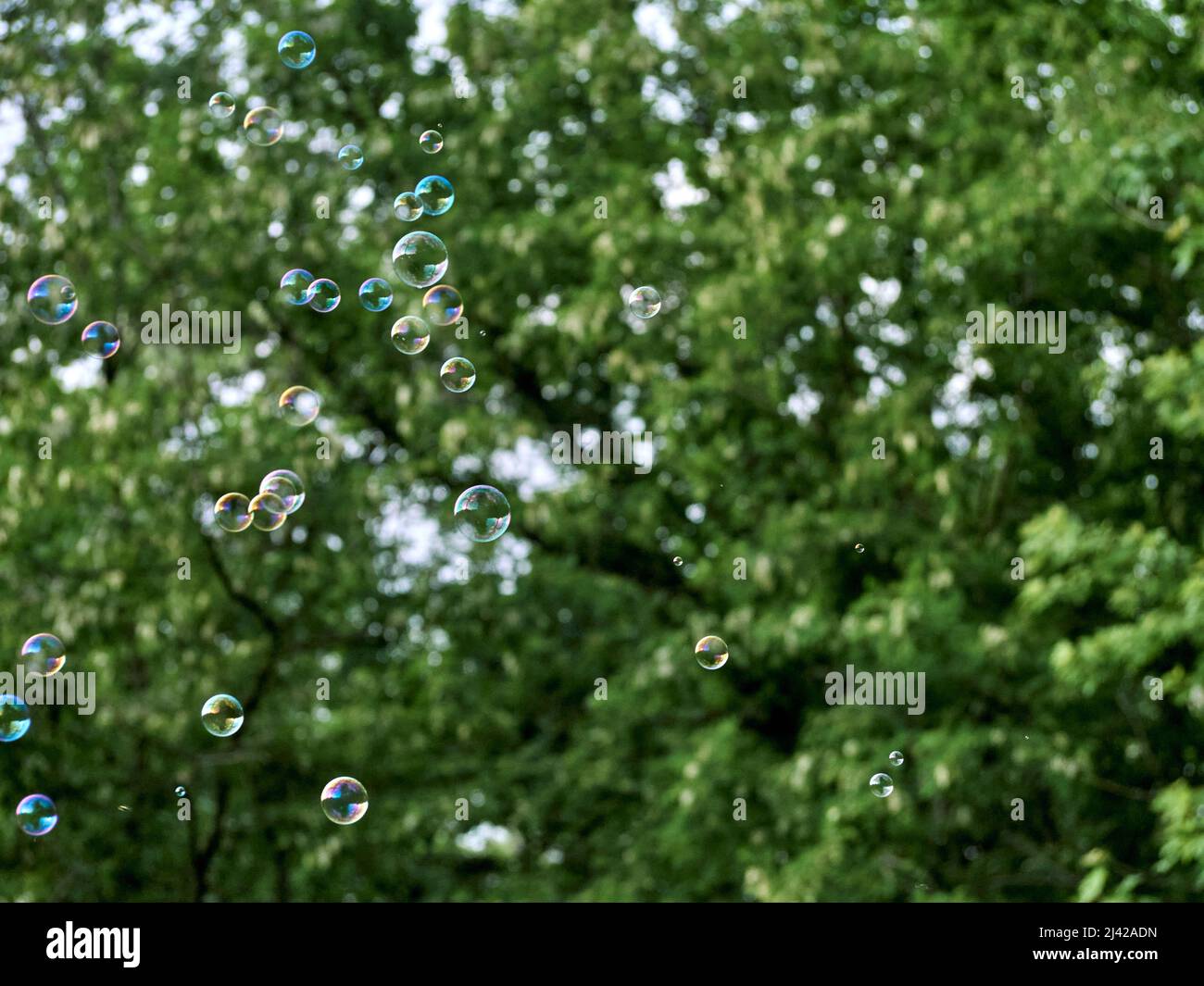 Soap bubbles on green nature background Stock Photo - Alamy
