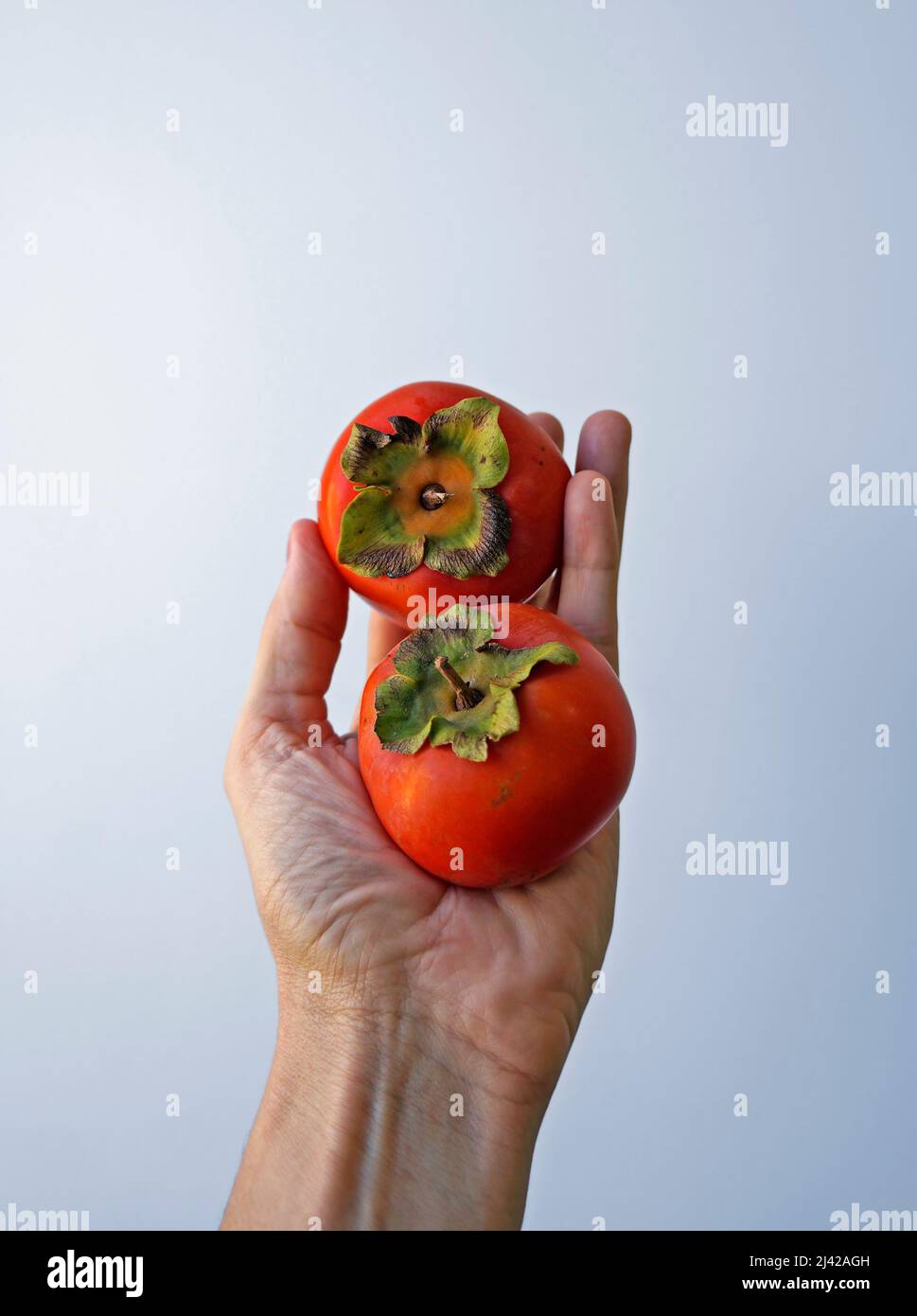 Persimmons on hand in a bright background Stock Photo