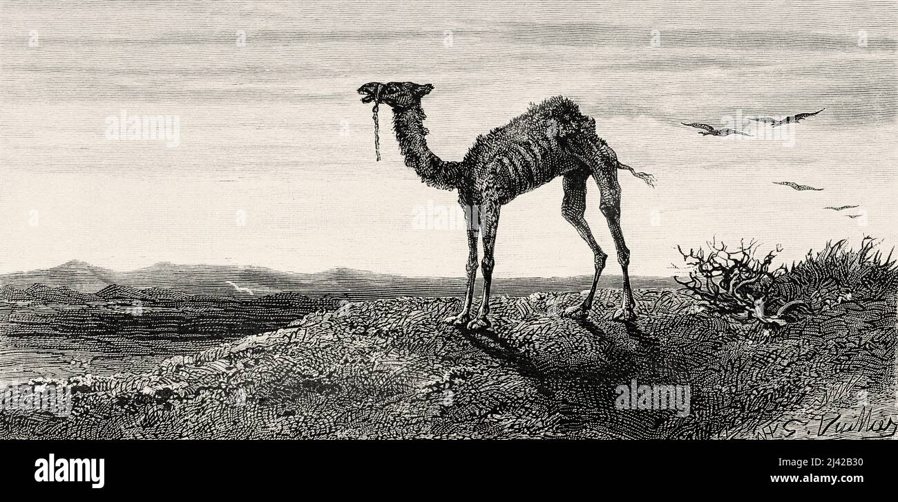 Camel art saudi hi-res stock photography and images - Alamy