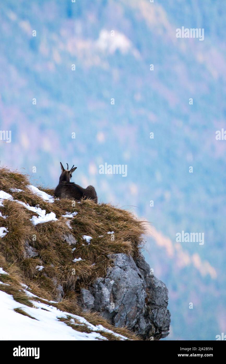 chamois chills on a cliff at Karwendel mountain. High quality photo Stock Photo