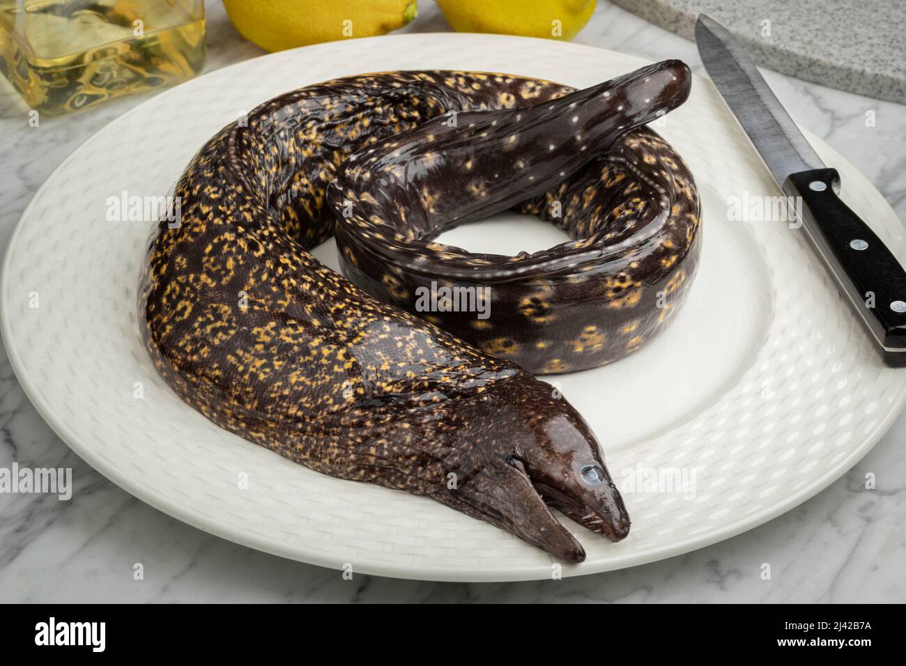 Single fresh whole raw Moray eel,  Muraenidae, on a plate close up Stock Photo