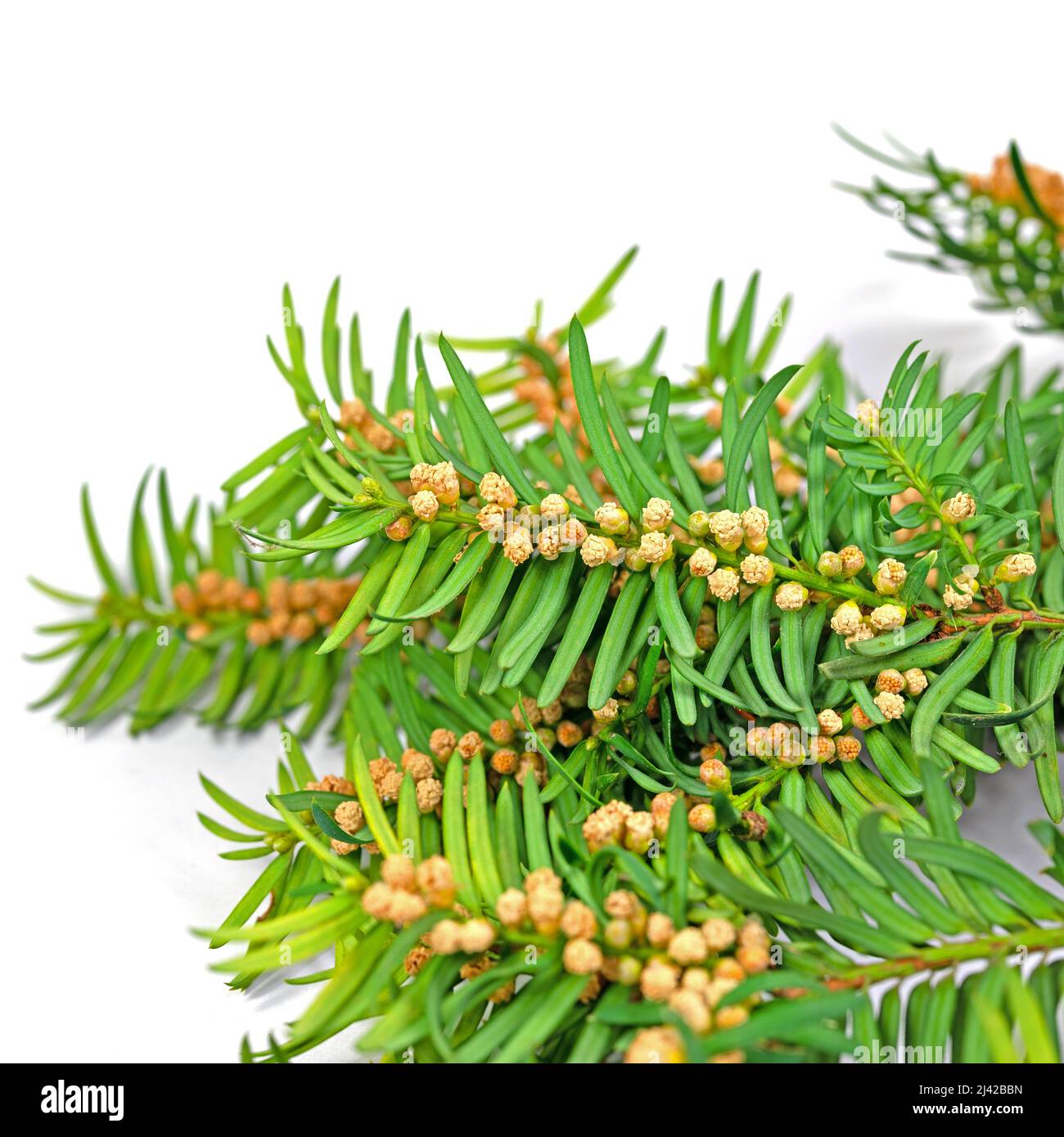 Female flowers of yew against white background Stock Photo