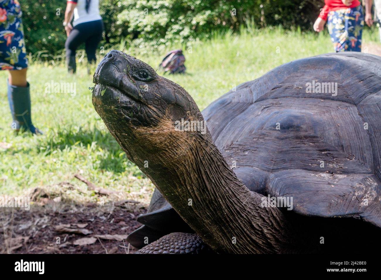 The Yellow-Footed Tortoise (Chelonoidis denticulatus) Care and Information  – Crazy Plants Crazy Critters