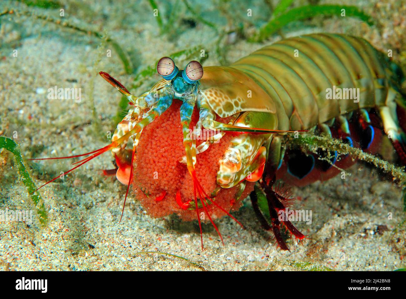 Peacock mantis shrimp (Odontodactylus scyllarus), guarding its eggs, Ari Atoll, Maldives, Indian ocean, Asia Stock Photo