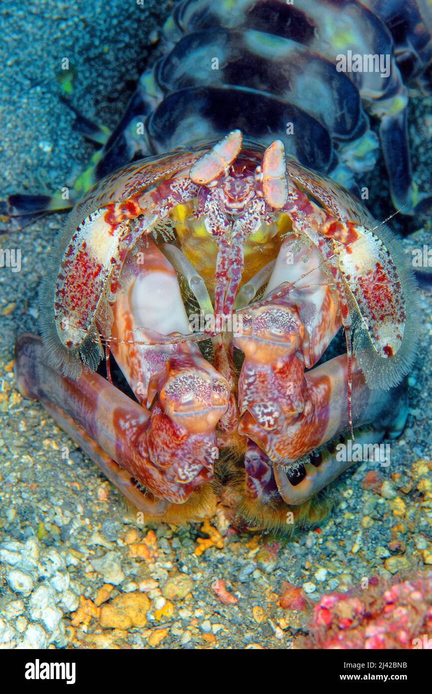 Spearing mantis shrimp (Lysiosquilla sp.), Sao Tome, Sao Tome and Principe, Atlantic ocean Stock Photo