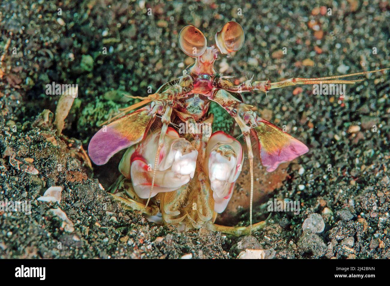 Pink-eared mantis shrimp (Lysiosquilla latirostris), Lembeh Strait, North Sulawesi, Indonesia, Indo-Pacific Ocean, Asia Stock Photo