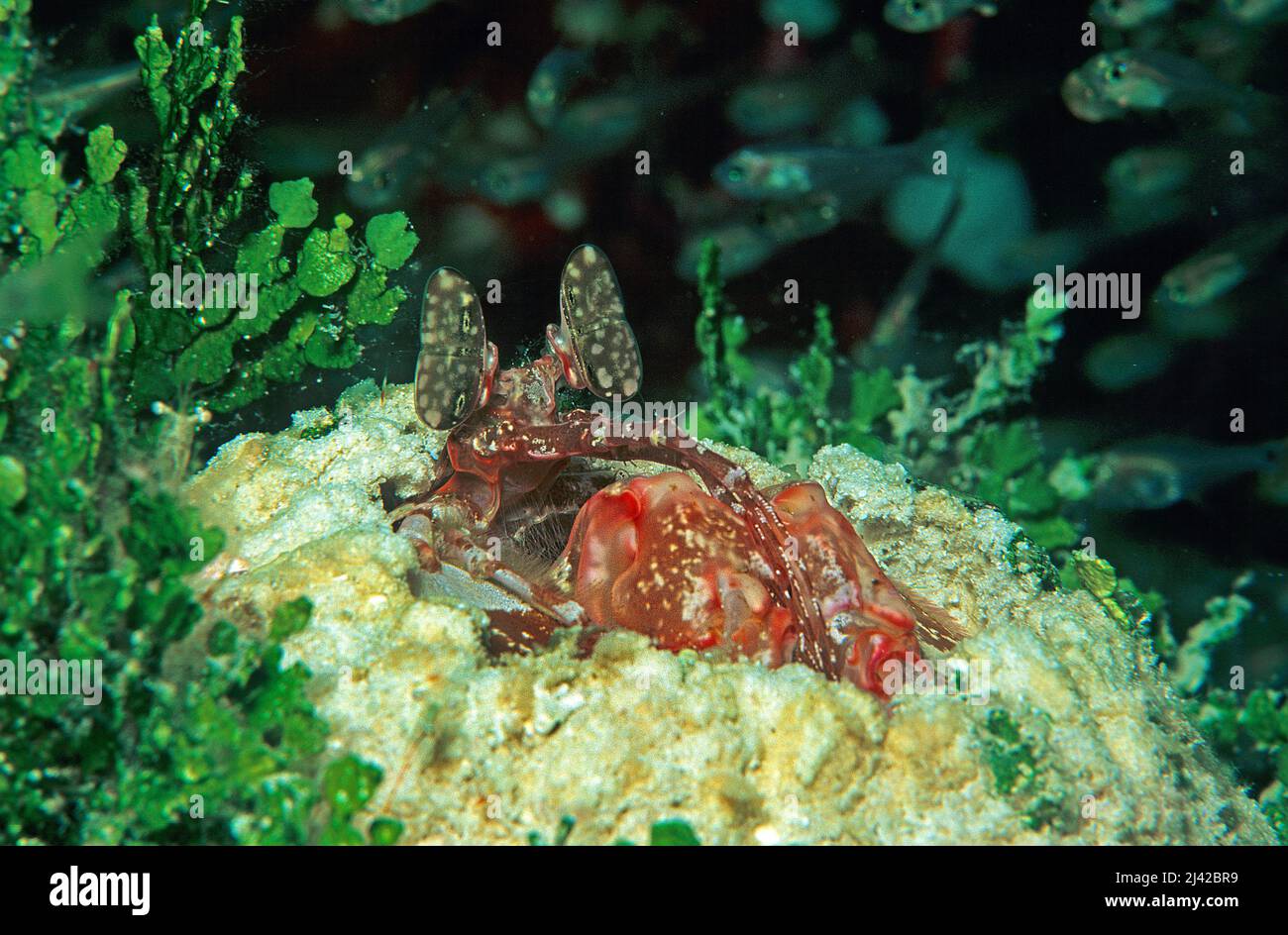 Spearing mantis shrimp (Lysiosquillina sp.), Ari Atoll, Maldives, Indian ocean, Asia Stock Photo