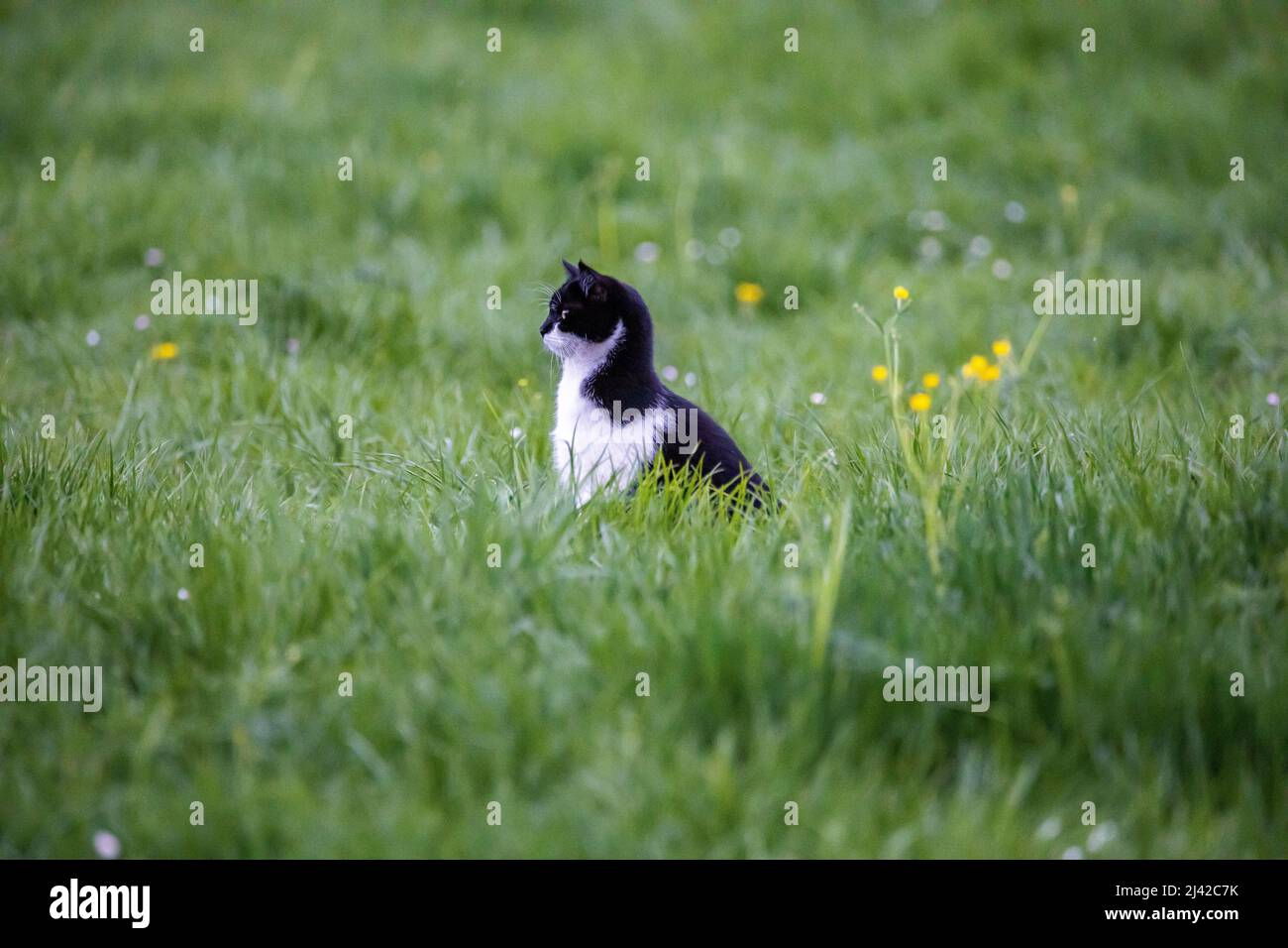Black and white Cat in the spring is hunting on the field Stock Photo ...