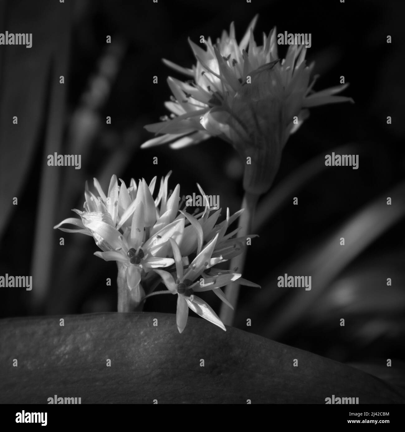 Close up of Wild Garlic Flower Stock Photo