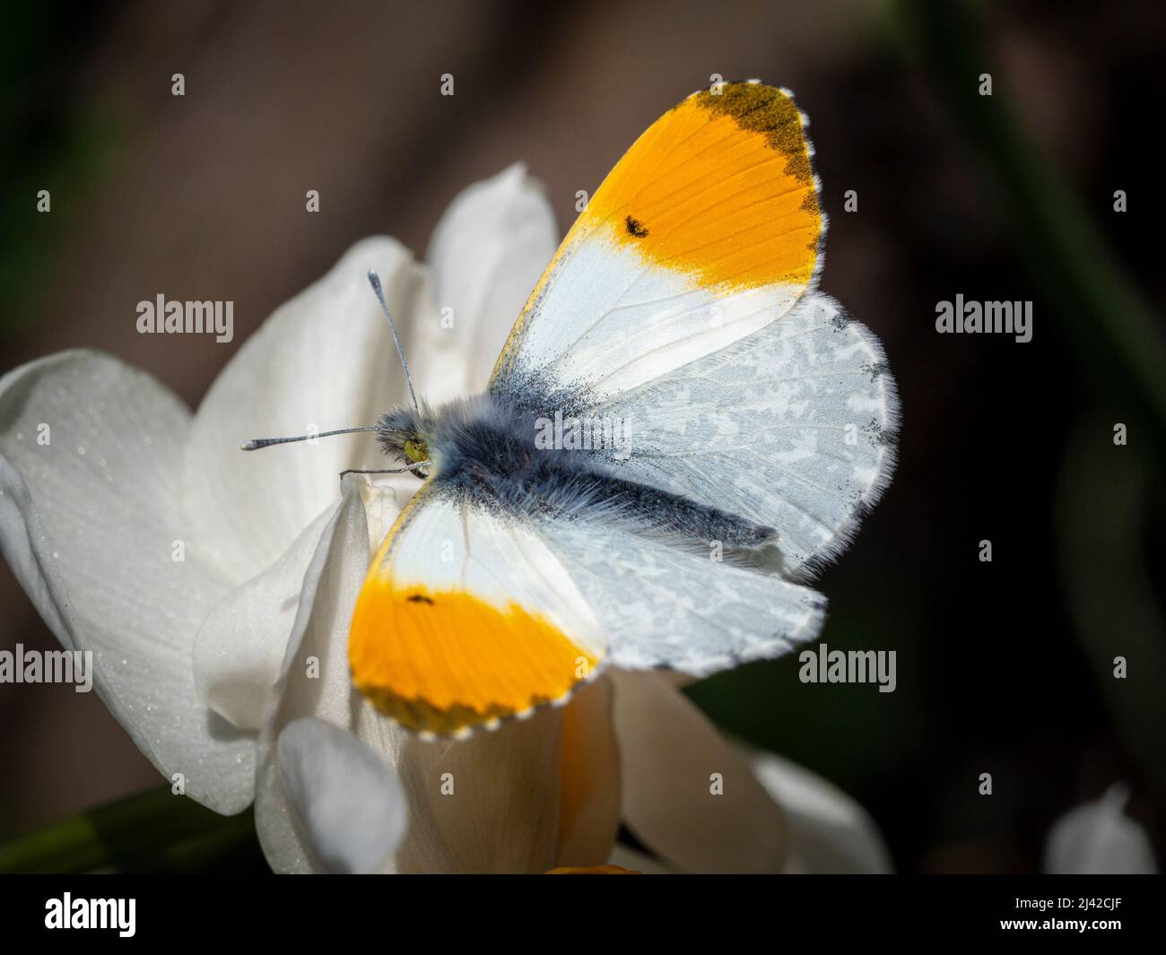 Orange tip butterfly Male Stock Photo