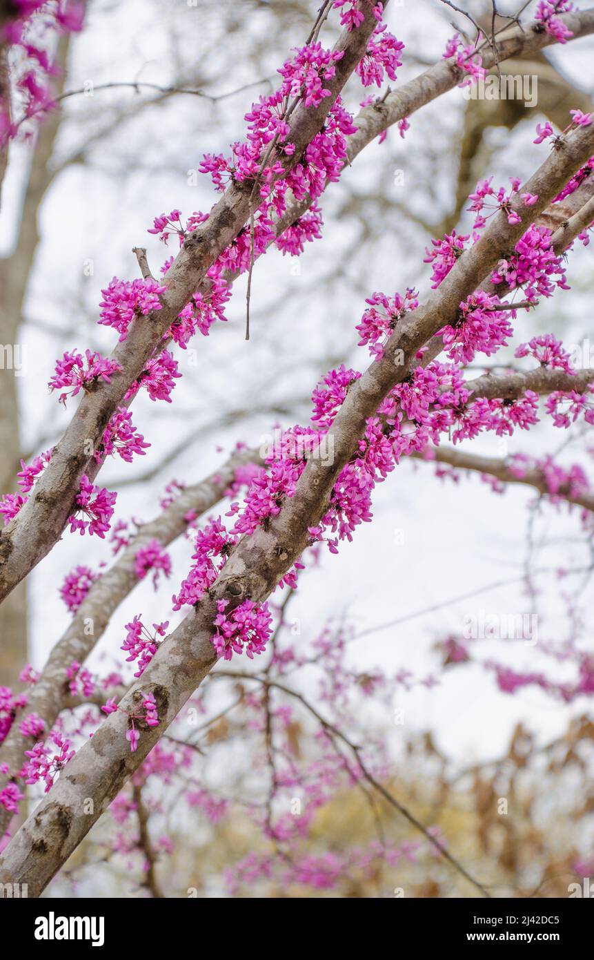 The eastern redbud tree is one of the first to bloom in spring Stock Photo Alamy