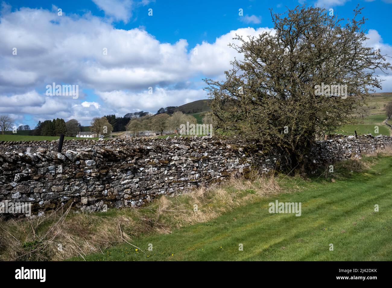 A traditional drystone wall, a haven for flora and fauna, in the Upper Lune Valley, Orton, Cumbria, UK Stock Photo