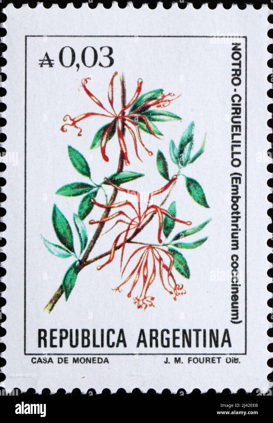 ARGENTINA - CIRCA 1985: a stamp printed in the Argentina shows Chilean Firetree, Embothrium Coccineum, is a Small Evergreen Tree, circa 1985 Stock Photo