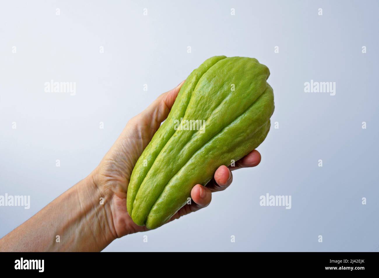 Chayote on hand in a bright background Stock Photo