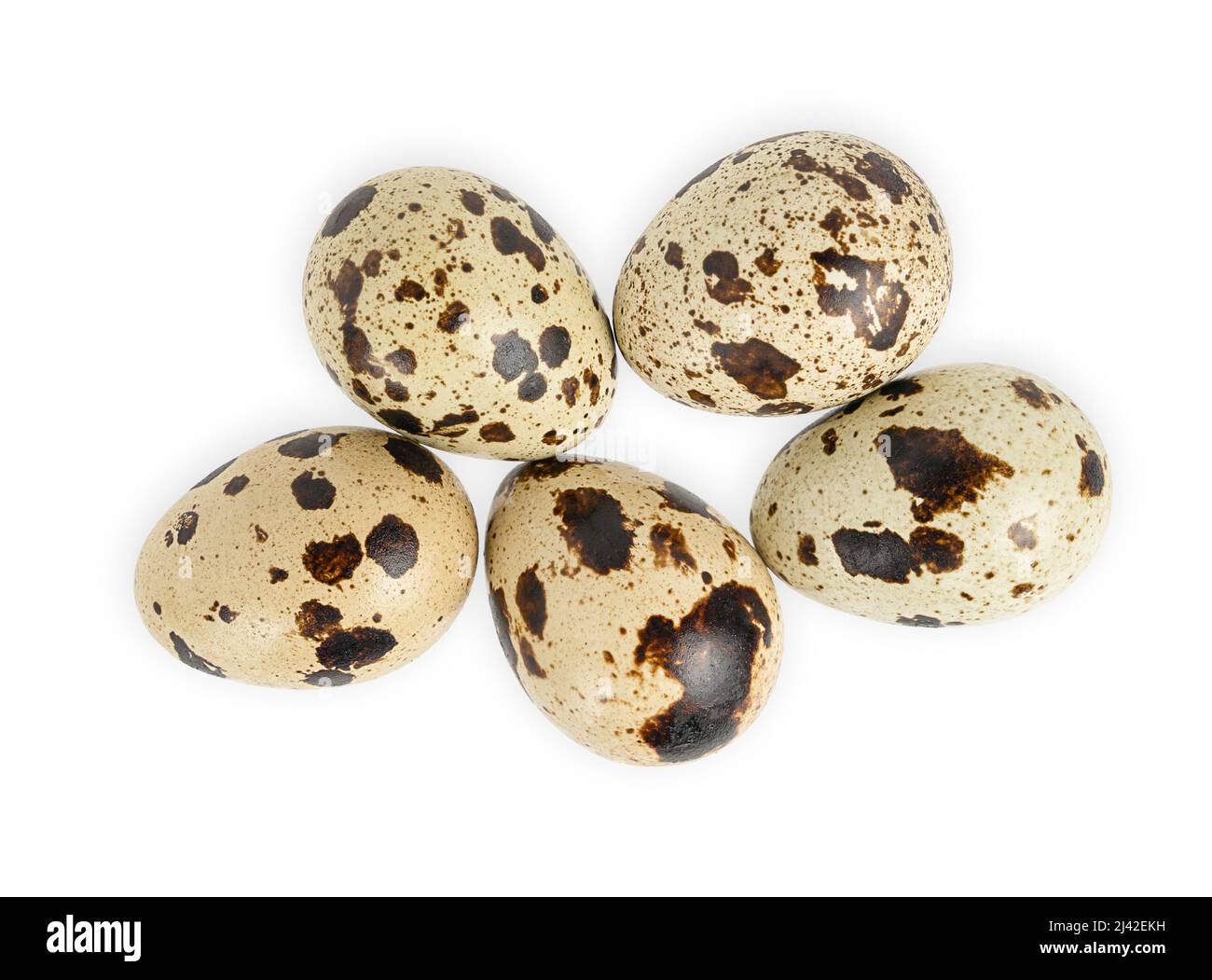 Quail eggs isolated on white background. Directly above Stock Photo
