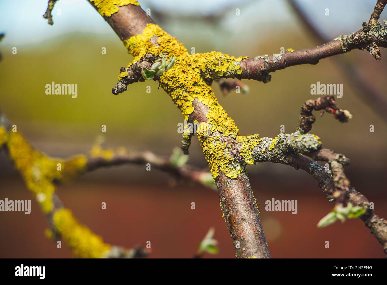 Green lichen close-up on tree branch. Plant disease. Stock Photo