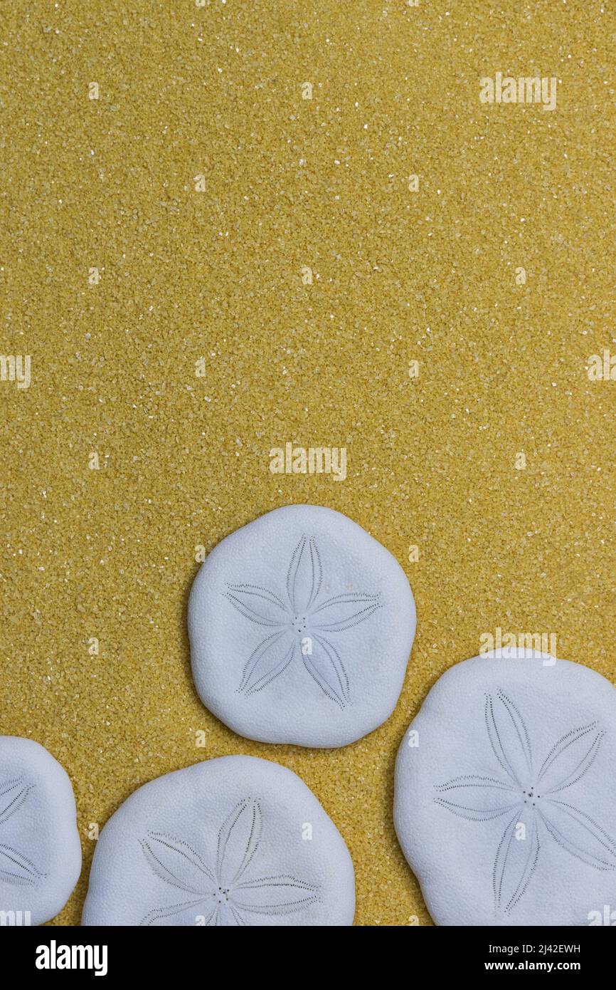 Sand Dollars at the beach with copy space, greeting card flat lay macro closeup. Burrowing sea urchin in the Clypeasteroida order, popular souvenirs. Stock Photo