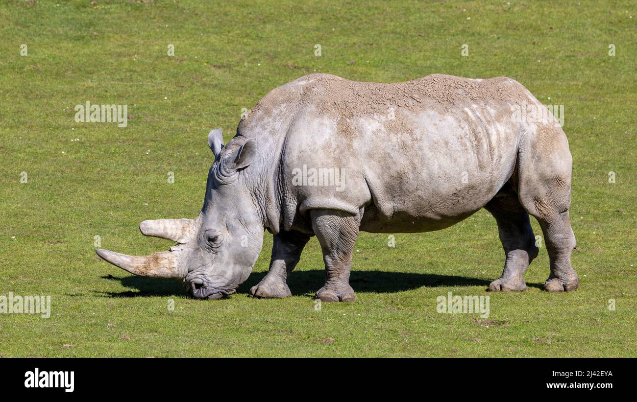 Side profile of a grazing white rhino, ceratotherium simum, otherwise known as a square-lipped rhinoceros. This species is endemic to Africa and is th Stock Photo