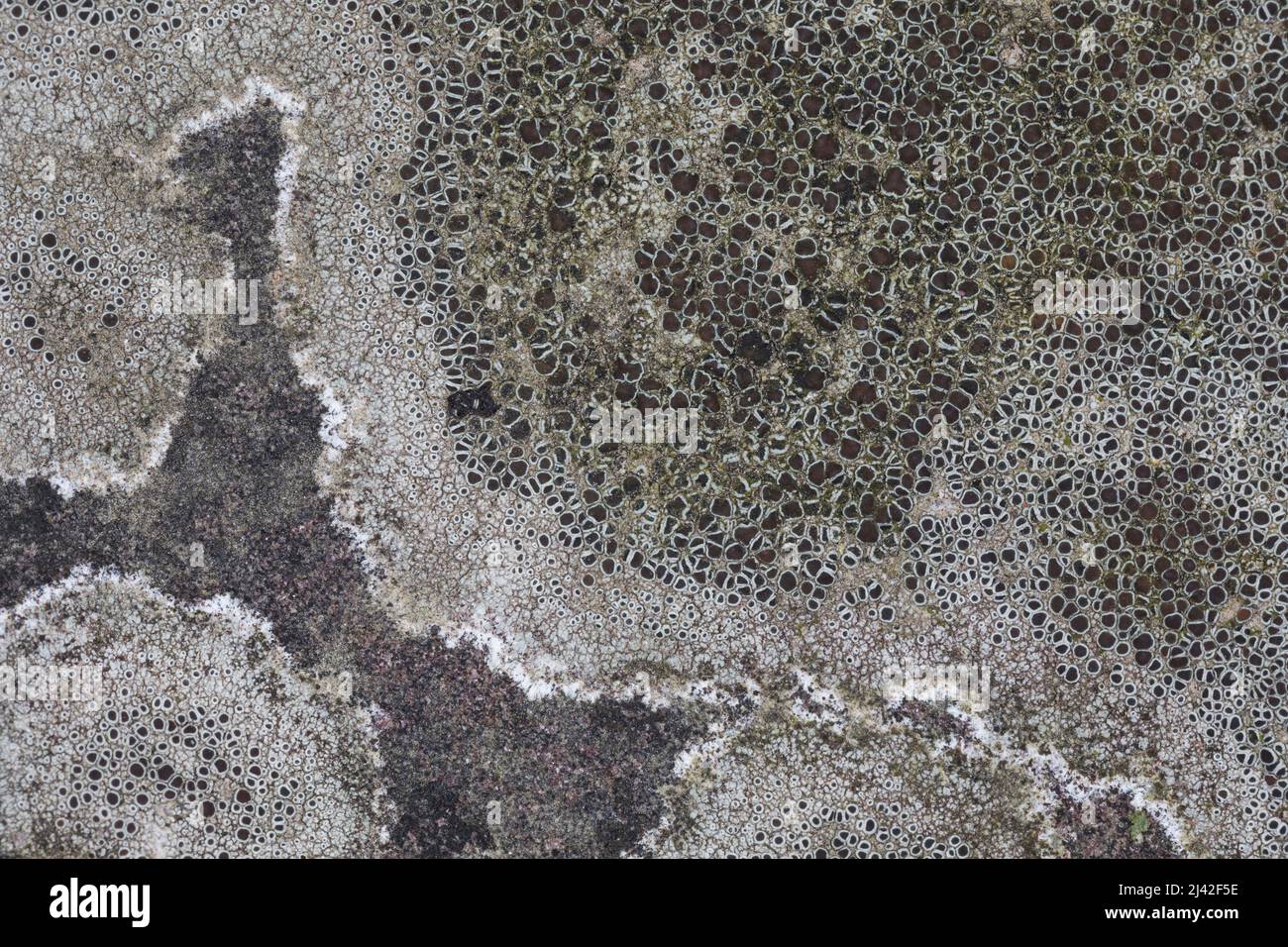 Feld-Kuchenflechte, Braunscheibige Krustenflechte, Feldkuchenflechte, Krustenflechte wächst auf einer Mauer, Lecanora campestris, Krustenflechten, Cru Stock Photo