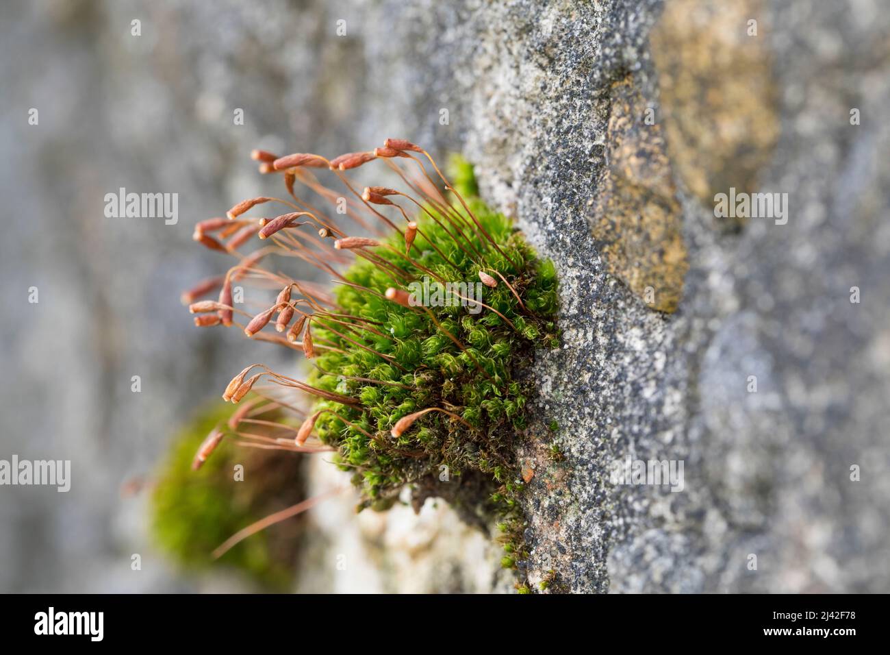 Haarblättriges Birnmoos, Scheuerlappen-Moos, an einer Steinmauer, Mauer, Bryum capillare, Ptychostomum capillare Stock Photo