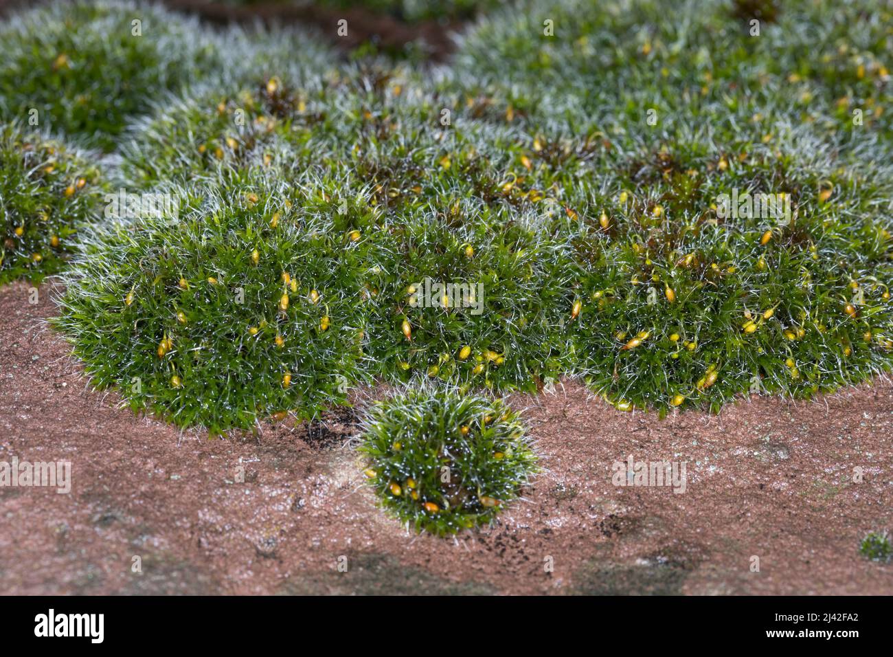 Polster-Kissenmoos, Gewöhnliches Kissenmoos, Kissenmoos, auf einer Mauer, Grimmia pulvinata, grey-cushioned grimmia, pulvinate dry rock moss Stock Photo