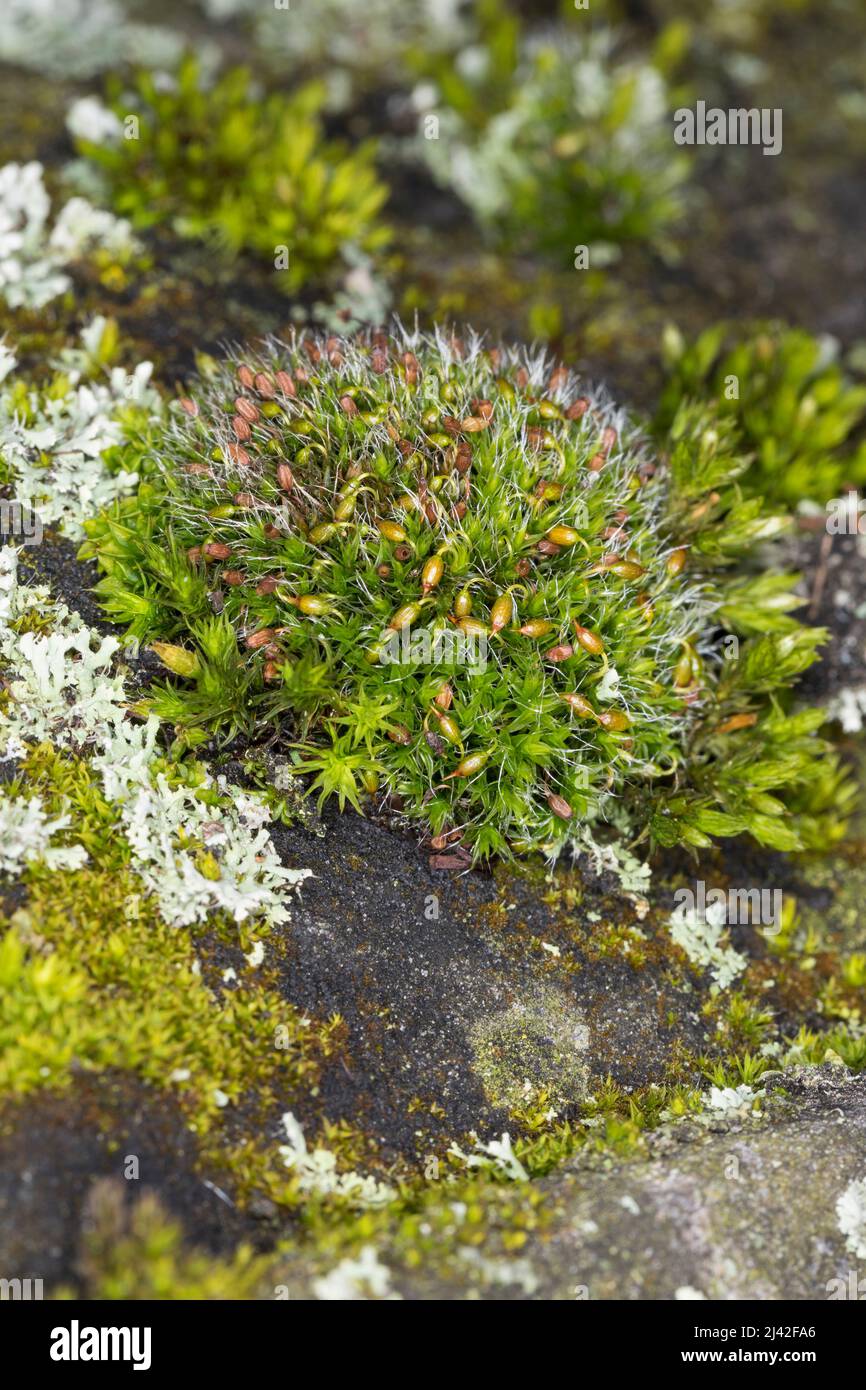 Polster-Kissenmoos, Gewöhnliches Kissenmoos, Kissenmoos, auf einer Mauer, Grimmia pulvinata, grey-cushioned grimmia, pulvinate dry rock moss Stock Photo