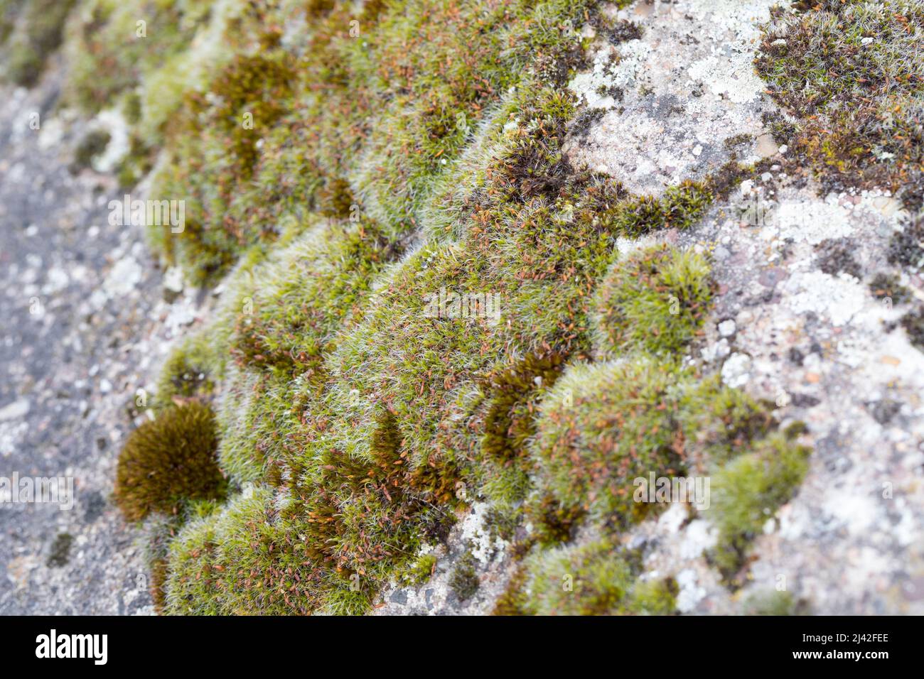 Polster-Kissenmoos, Gewöhnliches Kissenmoos, Kissenmoos, auf einer Mauer, Grimmia pulvinata, grey-cushioned grimmia, pulvinate dry rock moss Stock Photo